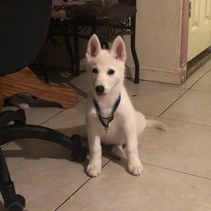 Meet your Posher, Perla